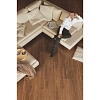ОРЕХ ПРОМАСЛЕННЫЙ